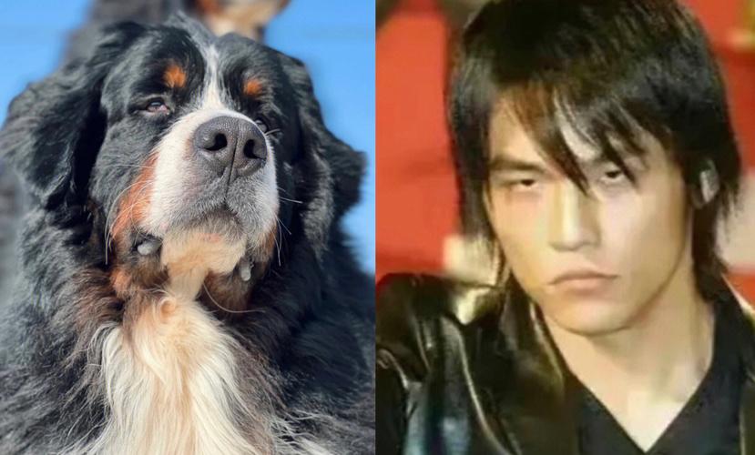中国山犬vs豹子视频