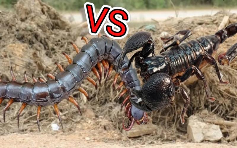 中国毒蝎子VS美国毒蜈蚣