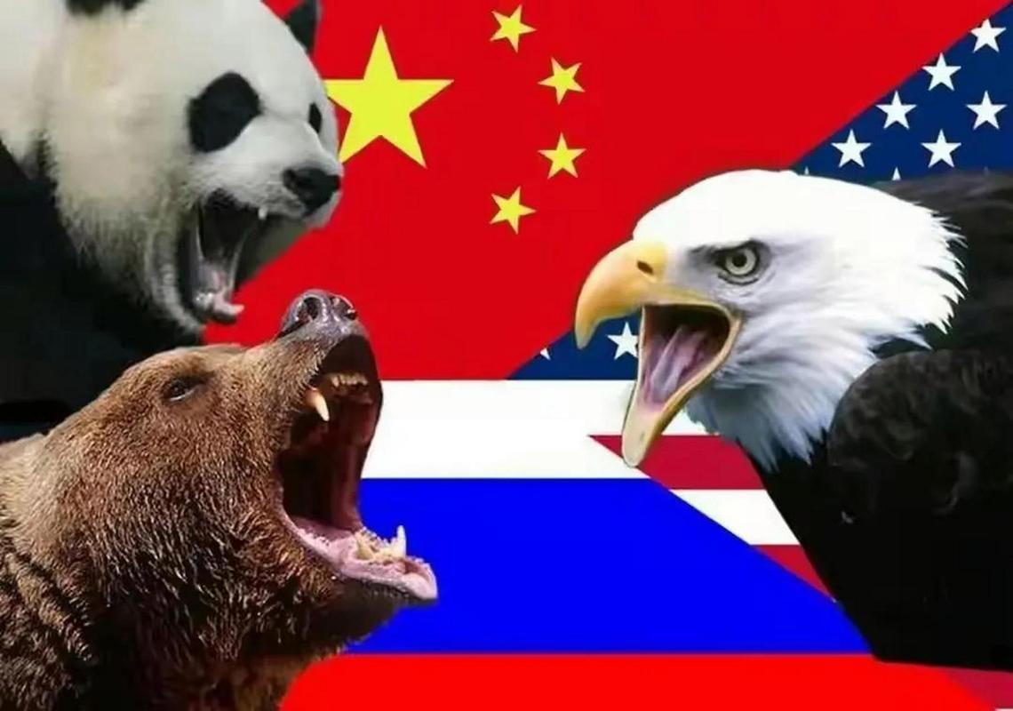中国熊猫vs棕熊视频