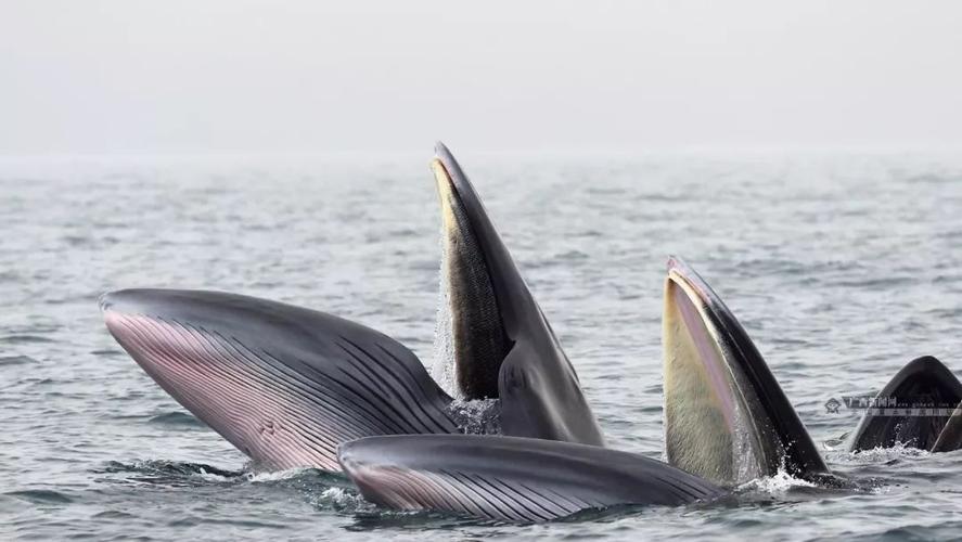 丹麦vs中国鲸鱼视频播放