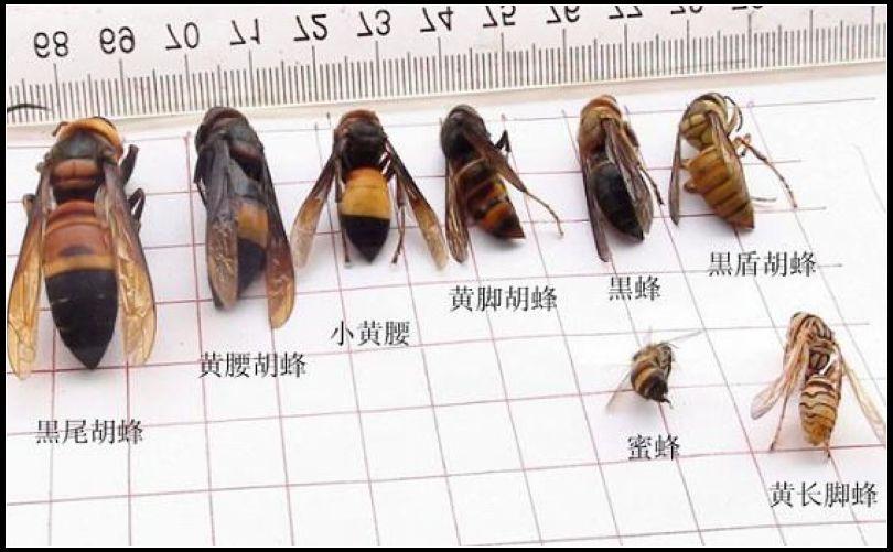 黄蜂和胡蜂有什么区别