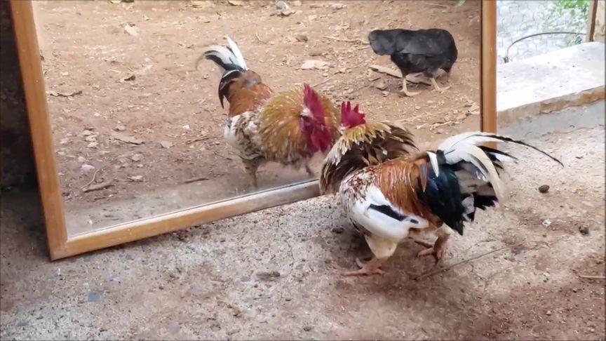 中国公鸡vs国外公鸡视频的相关图片