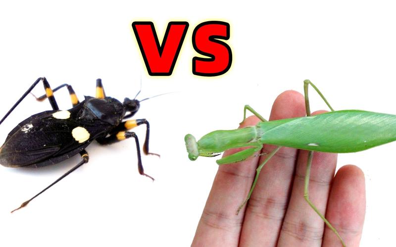 中国螳螂vs剪刀虫视频的相关图片