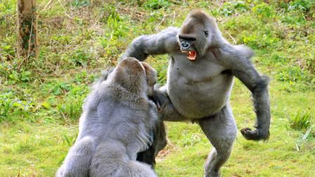银背大猩猩vs的相关图片